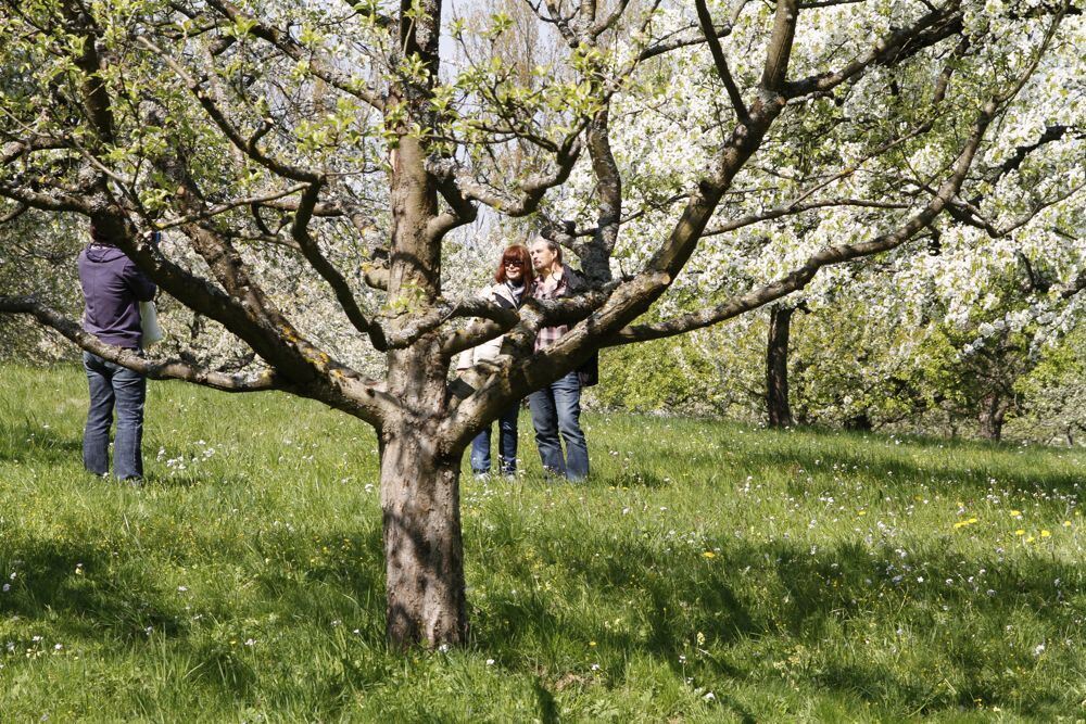 Kirschblütenfest Nehren 2011