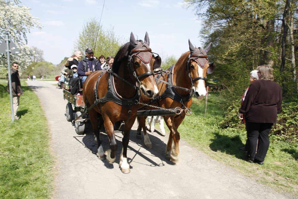 Kirschblütenfest Nehren 2011