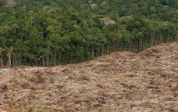 Der Erde droht bis zum Jahr 2050 ein Verlust von 230 Millionen Hektar Waldfläche. (Archivbild)