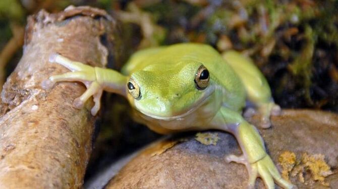 Gestatten, ein Laubfrosch.