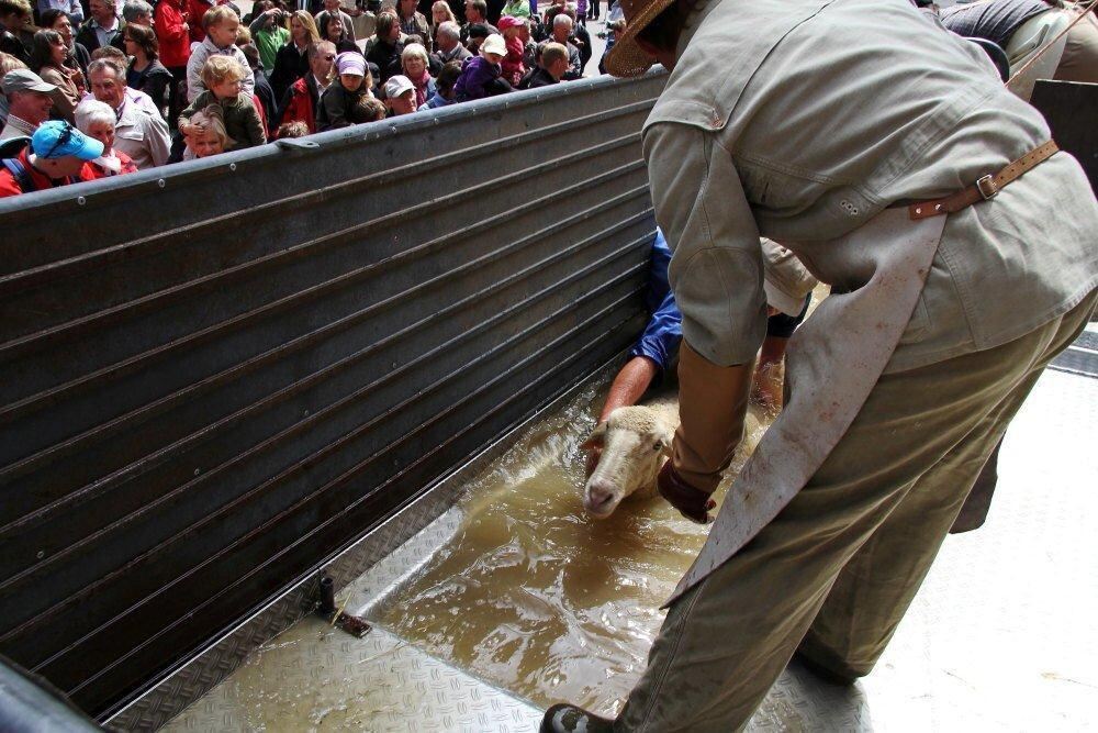 Erster Münsinger Schafauftrieb 2011