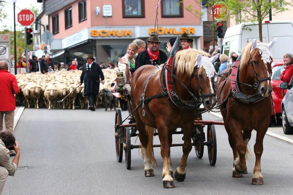 Erster Münsinger Schafauftrieb 2011