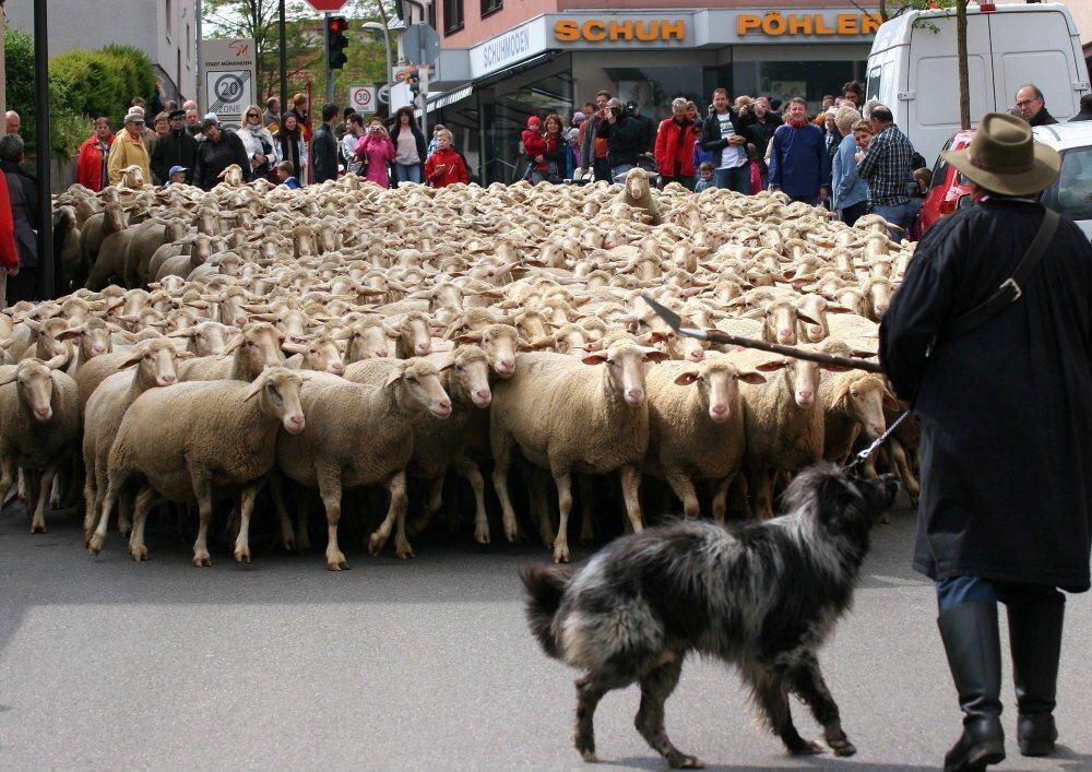 Erster Münsinger Schafauftrieb 2011