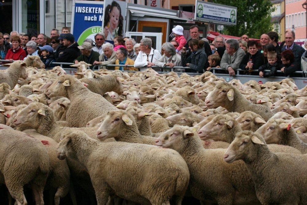 Erster Münsinger Schafauftrieb 2011