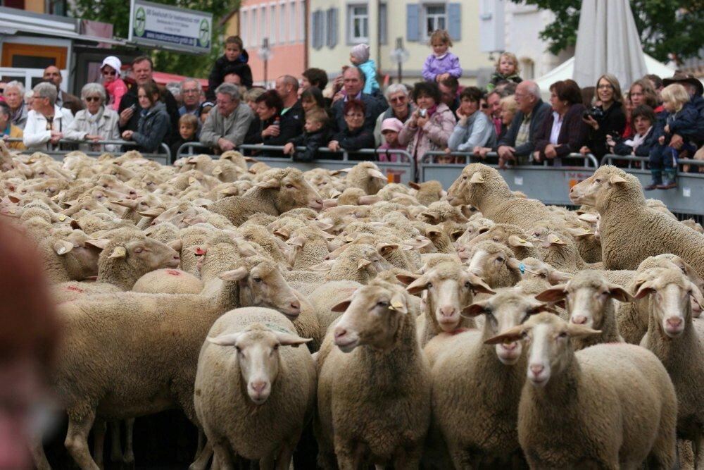 Erster Münsinger Schafauftrieb 2011
