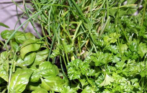 Basilikum, Schnittlauch und Petersilie gehören zu den beliebtesten Kräutern in der heimischen Küche. FOTO: DIAZ