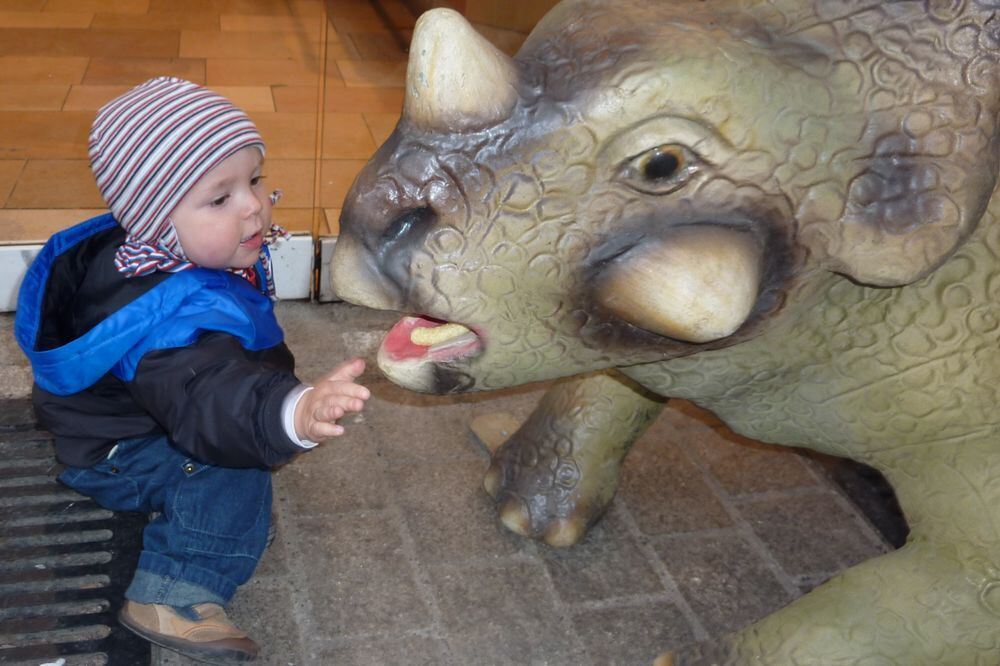Styracosaurus Baby  wird gefüttert von Paul. Foto: Steimle