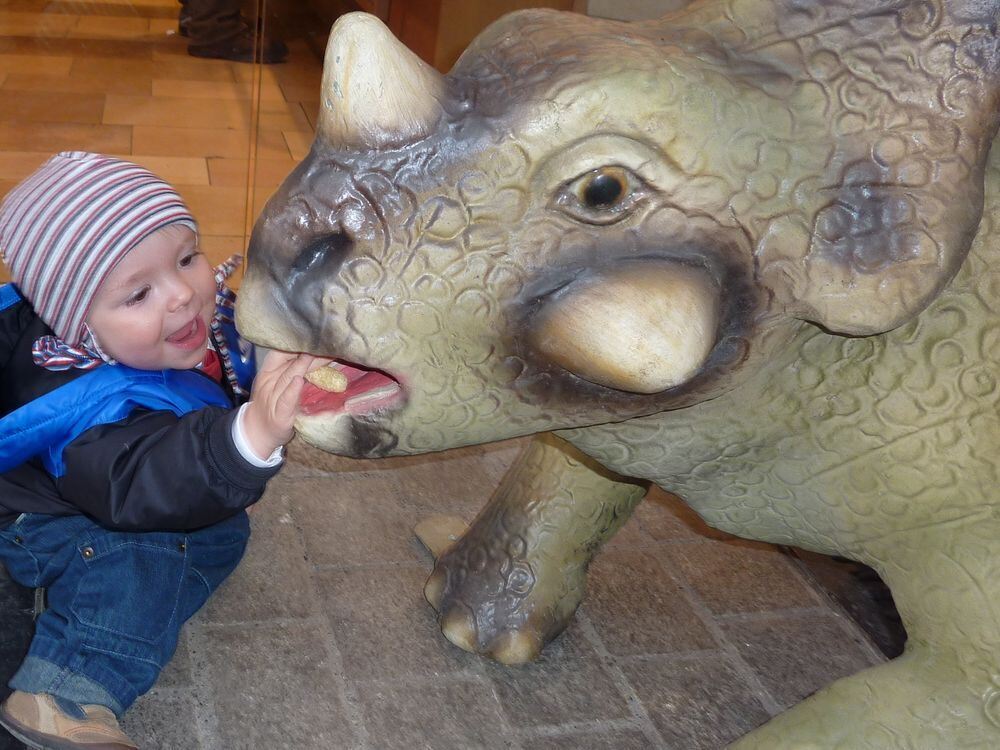Styracosaurus Baby  wird gefüttert von Paul. Foto: Steimle