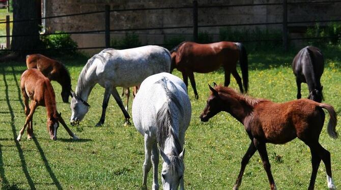 Marbachs Stuten und ihre herumtollenden Fohlen sind eine Attraktion der Sonderführung für GEA-Leser, die das Gestüt am Samstag,