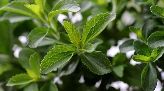 Blätter einer Stevia-Pflanze FOTO:DPA