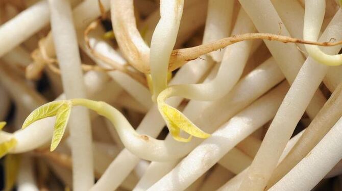 Sprossen sind offensichtlich eine Ursache für den schweren Ausbruch der EHEC-Welle.