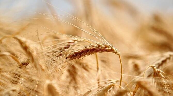 Getreide könnte im Vergleich zu den Jahren 2001 bis 2010 inflationsbereinigt um etwa 20 Prozent teurer werden, warnt die OECD
