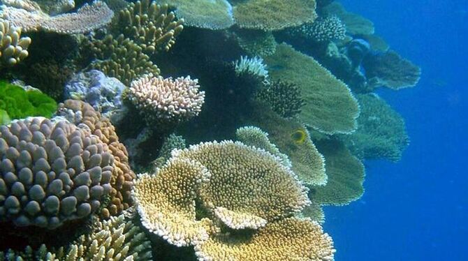Auch Korallen sind vom Massensterben in den Weltmeeren bedroht. (Archivbild)