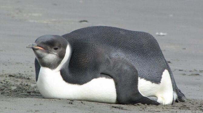 Kam ins Schwitzen: ein Pinguin, der sich nach Neuseeland verirrt hat.