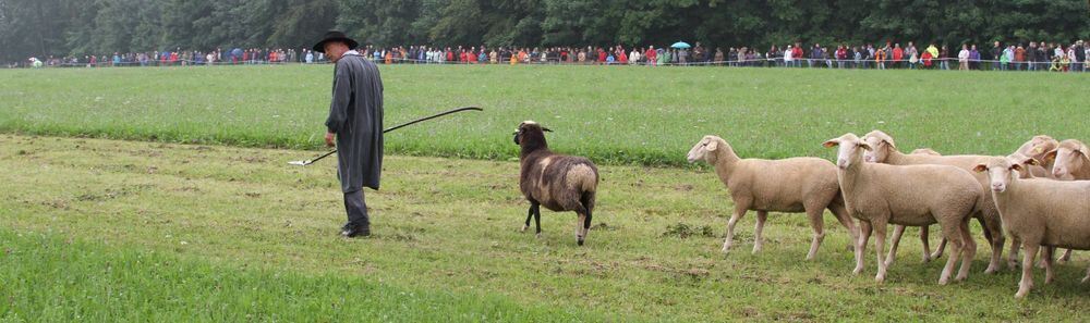 schaeferlauf_2011119 (jpg)