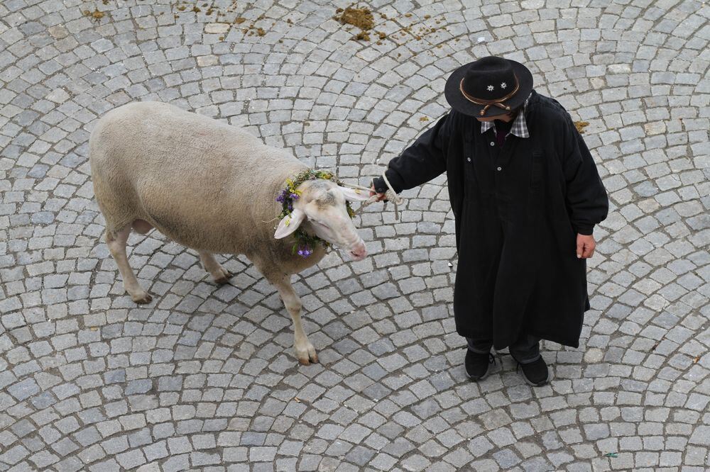 schaeferlauf_2011143 (jpg)