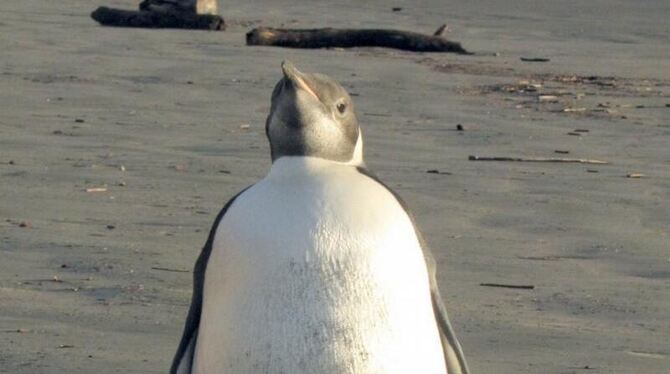 »Happy Feet« soll zurück in die Antarktis.