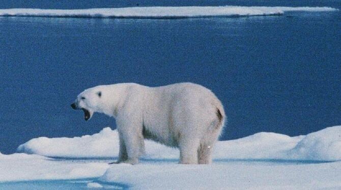 Ein Eisbär auf einer Eisscholle bei Spitzbergen. (Archivbild)