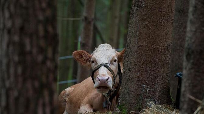 Kuh Waltraut in einem Waldstück nahe Mühldorf am Inn: Sie soll ihre ausgebüxte Schwester Yvonne anlocken.