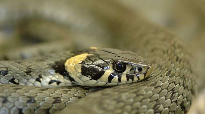 Von wegen Giftschlange: Die Ringelnatter galt als Glücksbringerin. FOTO: KARL REUTER JUN.