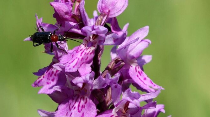 Das Fuchs' Knabenkraut zählt zu den relativ häufig vorkommenden heimischen Orchideen. Es ist geschützt und darf weder gepflückt