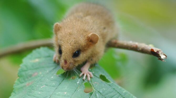 Kleiner Allesfresser: Die nachtaktive Haselmaus gehört zur Familie der Nagetiere. Tagsüber schläft sie in einem Nest aus Zweigen