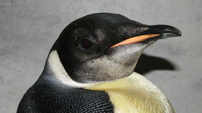 Soll allein den Weg zurück in die Antarktis finden:  Pinguin »Happy Feet«.