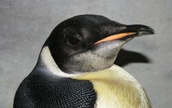 Soll allein den Weg zurück in die Antarktis finden:  Pinguin «Happy Feet».