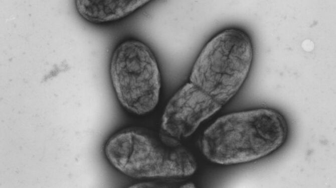 Das Pest-Bakterium Yersinia pestis. FOTO: DPA