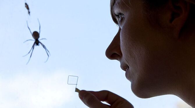 Spinnenseide hilft beim Züchten künstlicher Haut und könnte damit chronische Wunden und Verbrennungen heilen. FOTO: DPA Spinnenseide hilft beim Züchten künstlicher Haut und könnte damit chronische Wunden und Verbrennungen heilen. FOTO: DPA