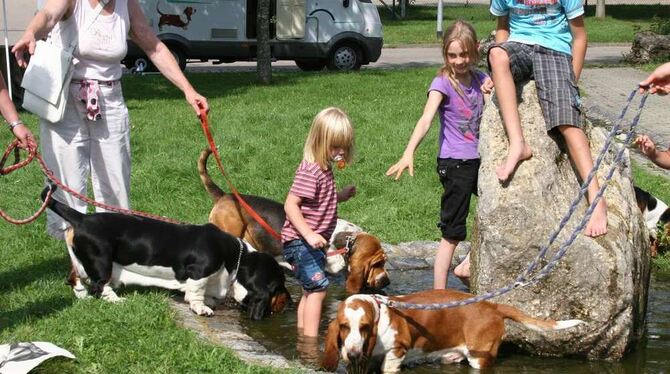 Bassets sind familienfreundliche Hunde. Am Wochenende gab es viele von ihnen auf der Haid zu bewundern. FOTO: SCHEURER