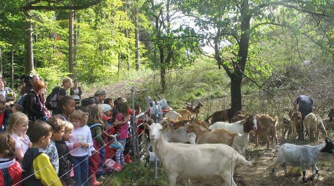 Kindergartenkinder aus dem Neugreuth haben die Patenschaft von zwei Ziegen übernommen, die oben auf dem Florian weiden. FOTO: FÜ