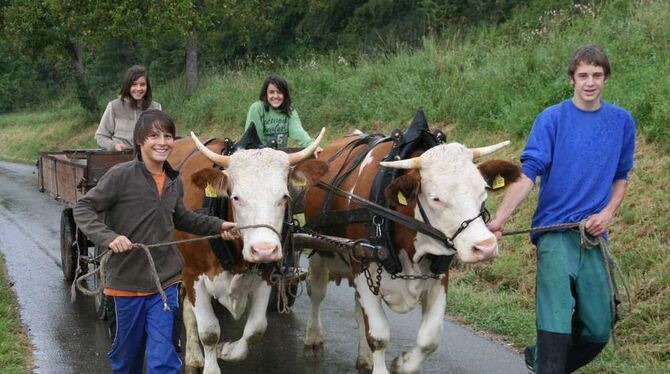 Jugendliche aus Hochberg werden mit einem Kuhgespann zum Festzug kommen. FOTO: HT