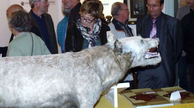 Der letzte Wolf des Laucherttals ist jetzt in der Ausstellung im Alten Oberamt Gammertingen zu sehen.  FOTO: BUTSCHER