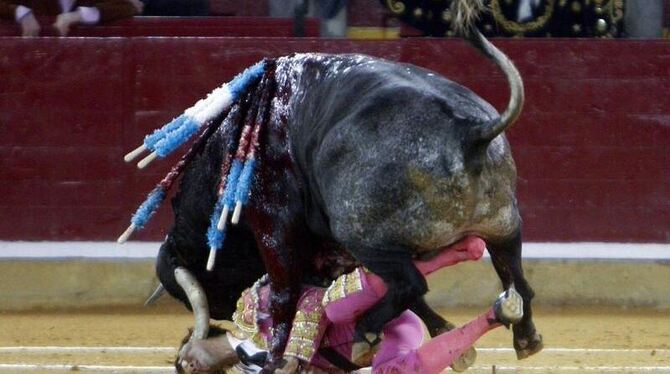 Der Stierkämpfer Juan José Padilla wird von dem Horn des Stiers im Gesicht durchbohrt. Foto: Javier Cebollada