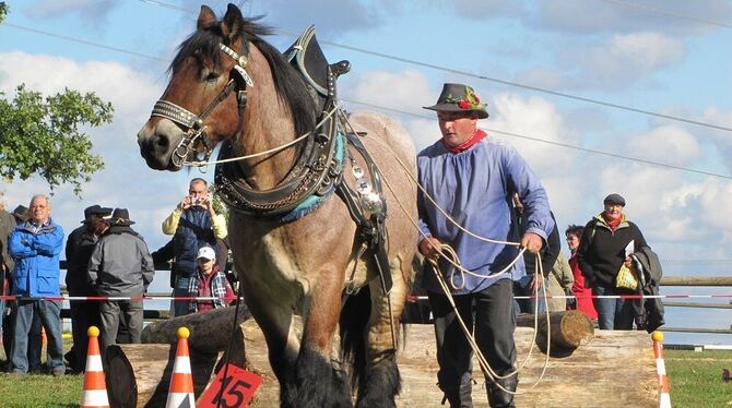Meterlange Stämme müssen beim Holzrücken durch einen Parcours manövriert werden - da müssen Mann und Pferd ganz präzise zusammenarbeiten. Meterlange Stämme müssen beim Holzrücken durch einen Parcours manövriert werden - da müssen Mann und Pferd ganz präzise zusammenarbeiten.
