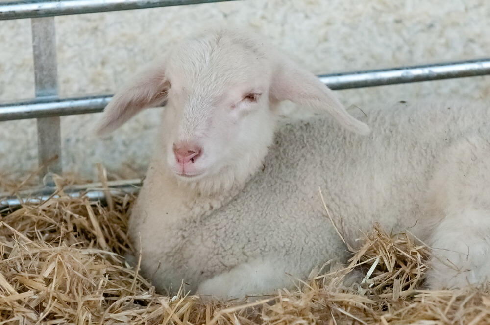 Münsingen Messe Schön und gut 2011