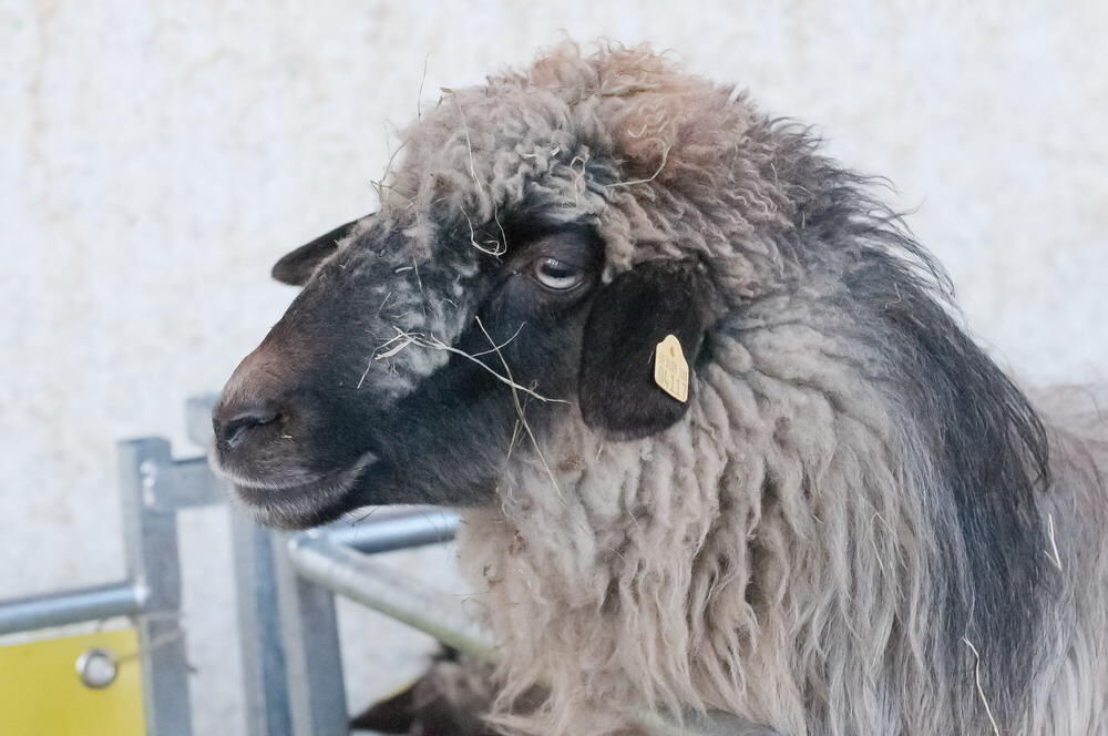 Münsingen Messe Schön und gut 2011