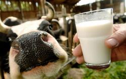 Milchpreise Kühe Kuh