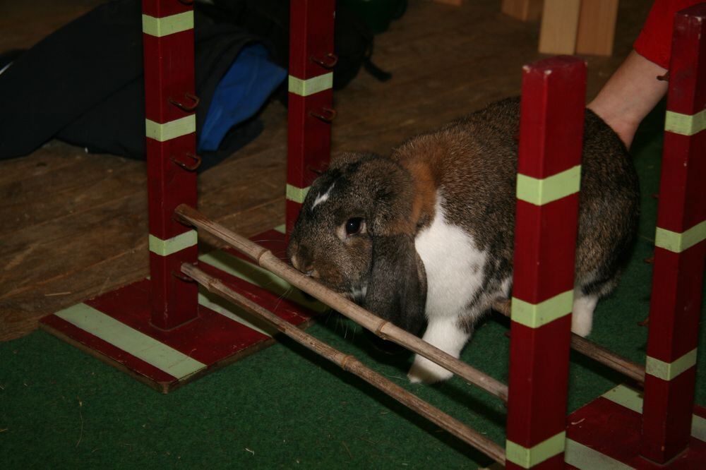 Kaninhop Springende Kaninchen in Engstingen