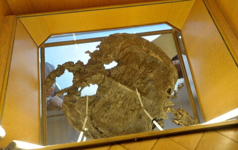 Paläontologische Sammlung der Uni Tübingen