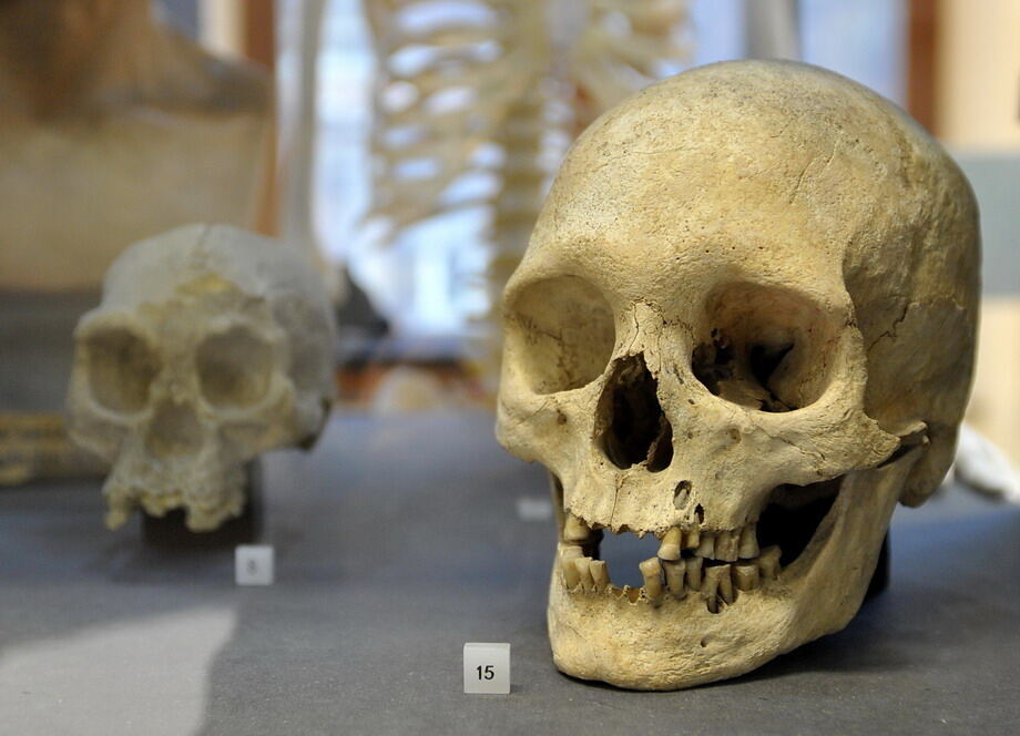 Paläontologische Sammlung der Uni Tübingen