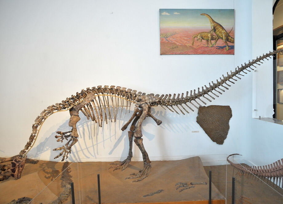 Paläontologische Sammlung der Uni Tübingen