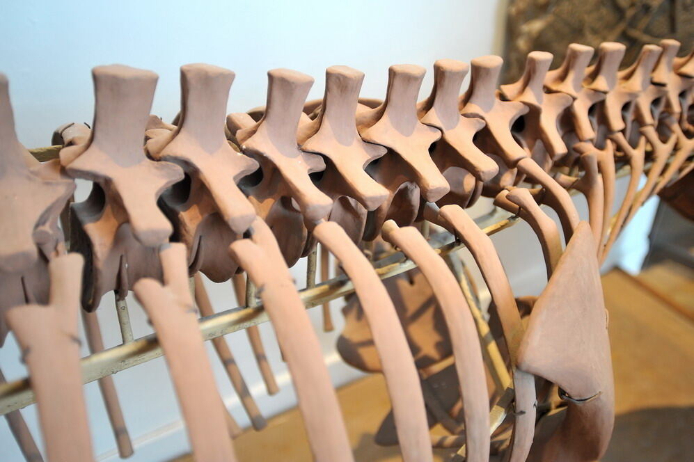 Paläontologische Sammlung der Uni Tübingen