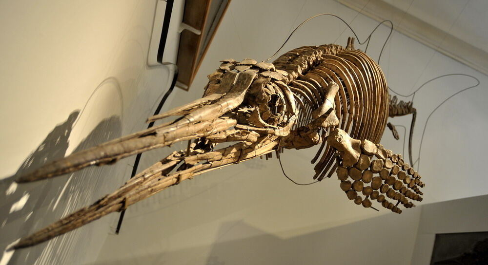 Paläontologische Sammlung der Uni Tübingen