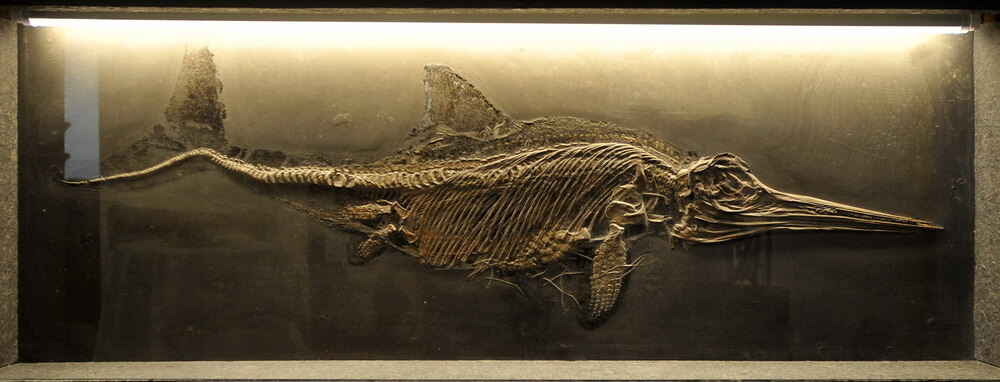 Paläontologische Sammlung der Uni Tübingen