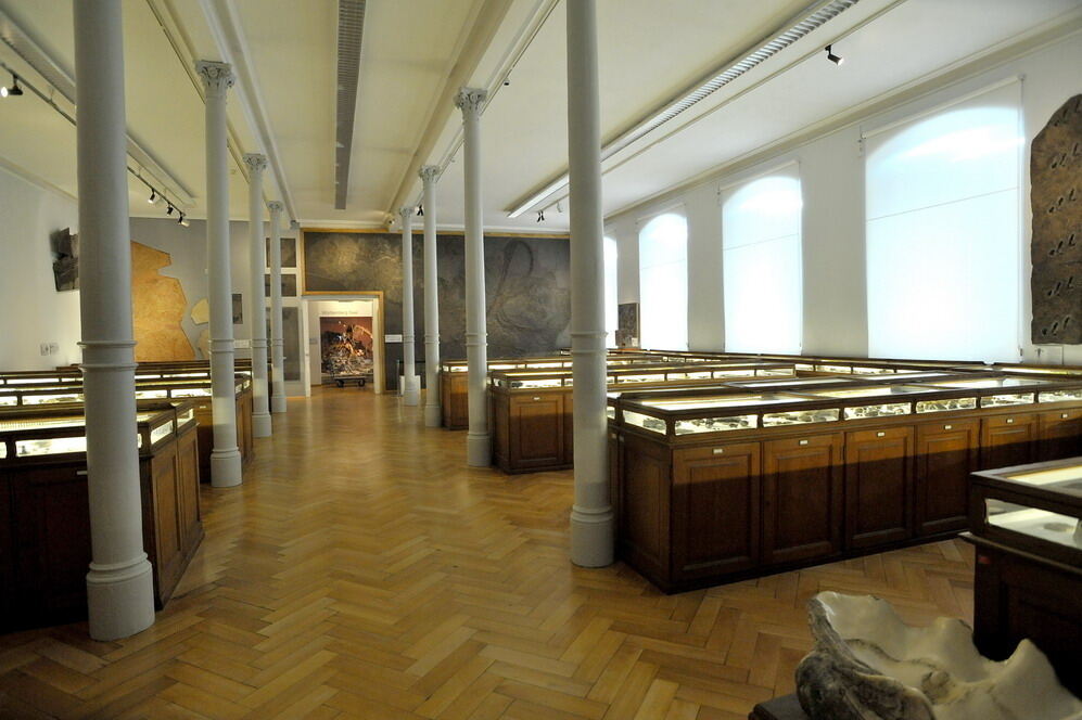 Paläontologische Sammlung der Uni Tübingen