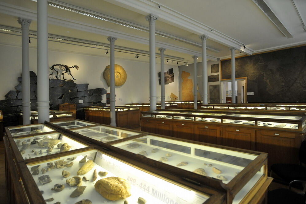 Paläontologische Sammlung der Uni Tübingen