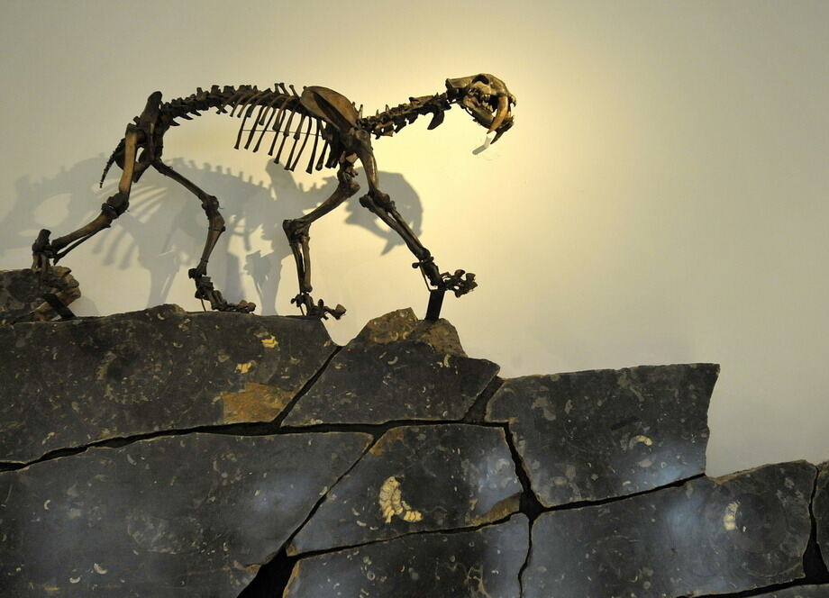 Paläontologische Sammlung der Uni Tübingen