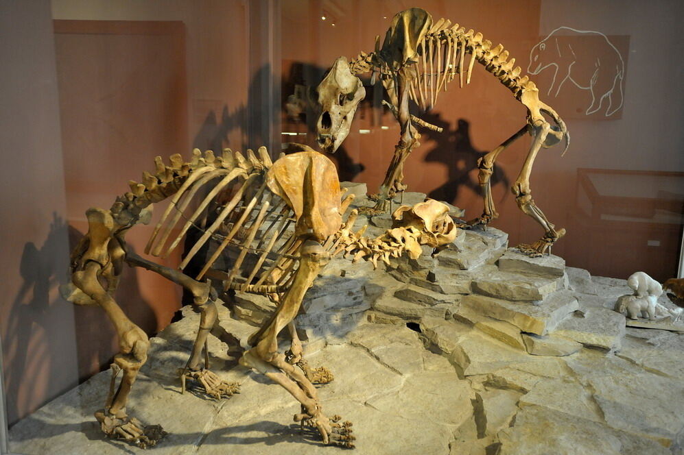 Paläontologische Sammlung der Uni Tübingen